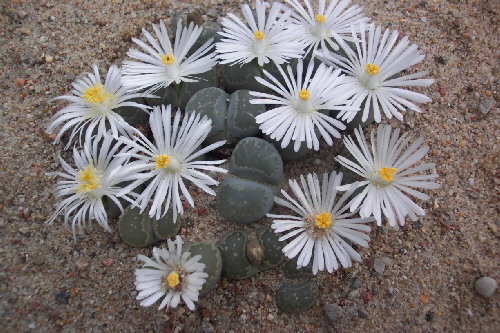 lithops salicola